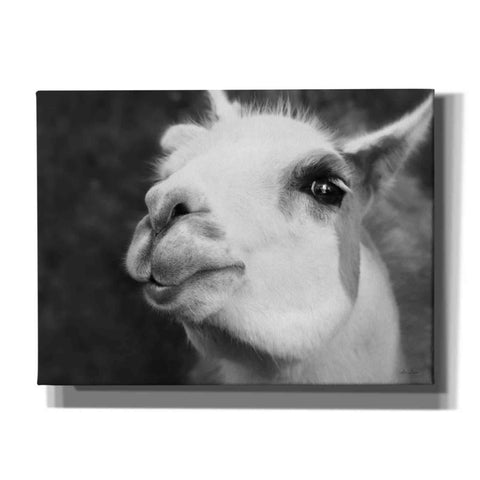 Image of 'Lake Tobias Alpaca' by Lori Deiter, Canvas Wall Art