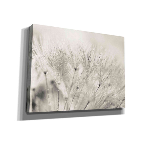 Image of 'Dandelion Jewels II' by Lori Deiter, Canvas Wall Art