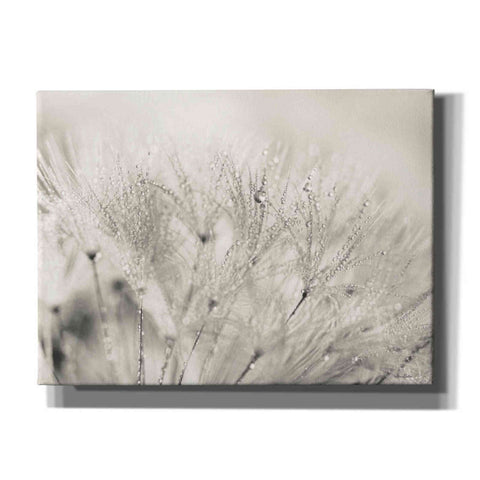 Image of 'Dandelion Jewels II' by Lori Deiter, Canvas Wall Art