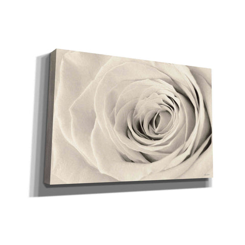 Image of 'Cream Rose' by Lori Deiter, Canvas Wall Art