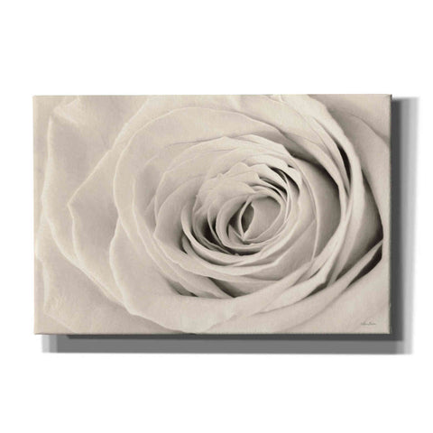 Image of 'Cream Rose' by Lori Deiter, Canvas Wall Art