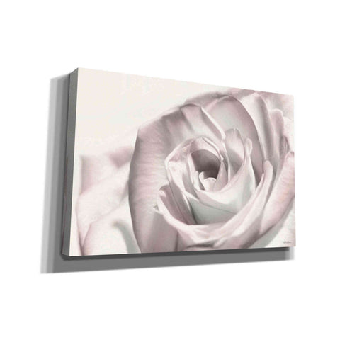 Image of 'Blush Rose I' by Lori Deiter, Canvas Wall Art