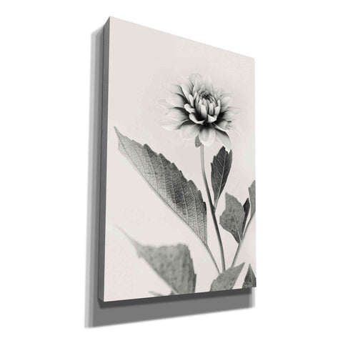 Image of 'White Dahlia II' by Lori Deiter, Canvas Wall Art