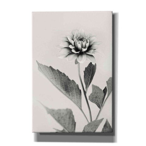 Image of 'White Dahlia II' by Lori Deiter, Canvas Wall Art