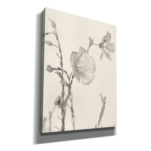 Image of 'Faded Flower II' by Lori Deiter, Canvas Wall Art