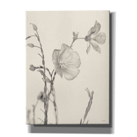 Image of 'Faded Flower II' by Lori Deiter, Canvas Wall Art