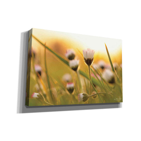 Image of 'Daisy at Sunset' by Martin Podt, Canvas Wall Art