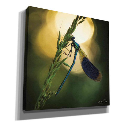 Image of 'Damselfly in Backlight' by Martin Podt, Canvas Wall Art