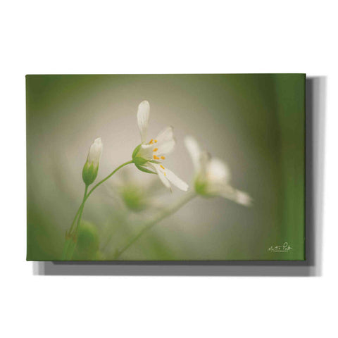 Image of 'Stellaria' by Martin Podt, Canvas Wall Art