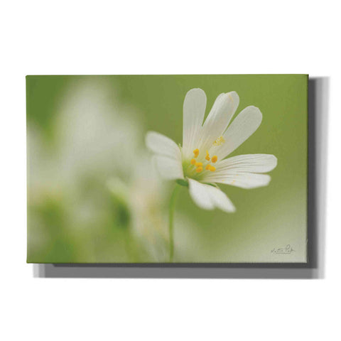 Image of 'Stellaria Holostea' by Martin Podt, Canvas Wall Art