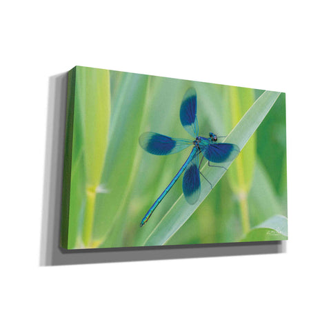 Image of 'Damselfly in Blue' by Martin Podt, Canvas Wall Art