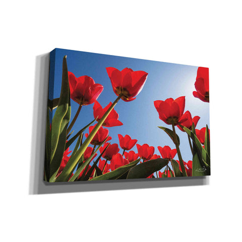 Image of 'Look Up in Red' by Martin Podt, Canvas Wall Art