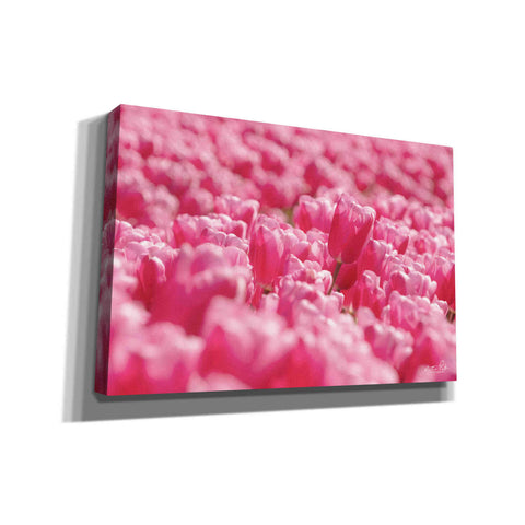 Image of 'Pink Field' by Martin Podt, Canvas Wall Art