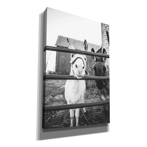 Image of 'Donkeys' by Donnie Quillen, Canvas Wall Art