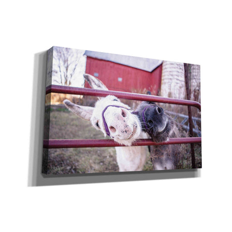 Image of 'Hey Donkeys II' by Donnie Quillen, Canvas Wall Art