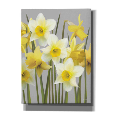 Image of 'Spring Daffodils' by House Fenway, Canvas Wall Art