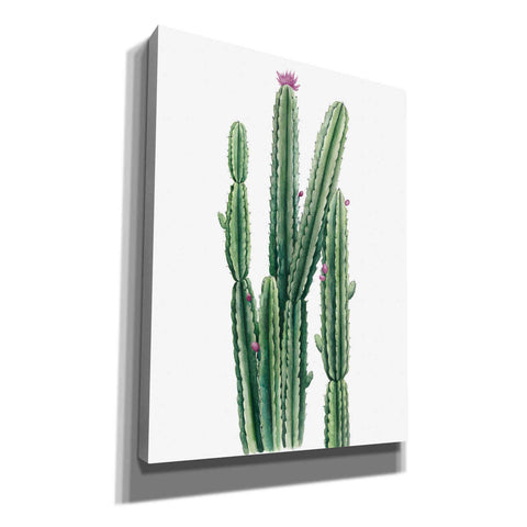 Image of 'Desert Blooms II' by Grace Popp, Canvas Wall Art