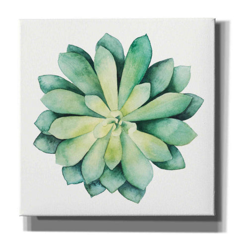 Image of 'Tropical Plant VI' by Grace Popp, Canvas Wall Art