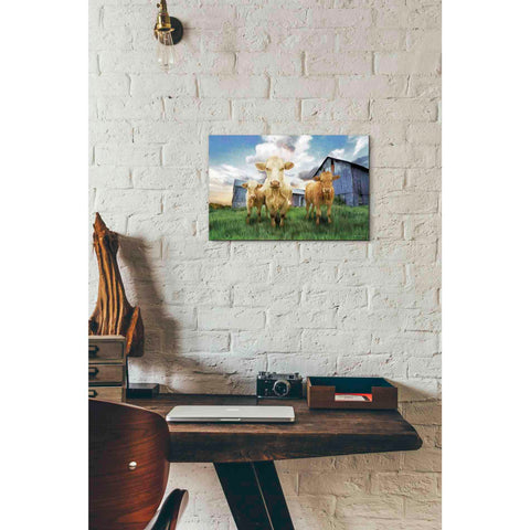 Image of 'Three Curious Calves' by Bluebird Barn, Canvas Wall Art,18 x 12