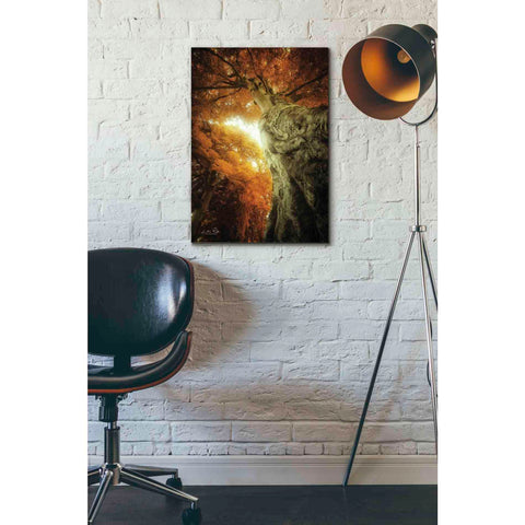 Image of 'Look Up Autumn' by Martin Podt, Canvas Wall Art,18 x 26