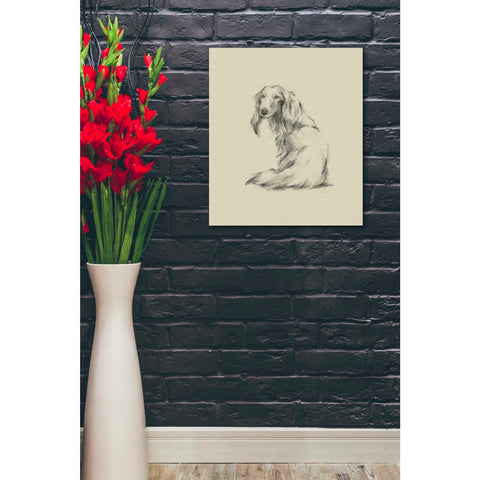 Image of 'Puppy Dog Eyes II' by Ethan Harper Canvas Wall Art,20 x 24