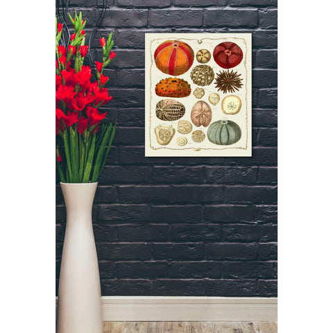 Image of 'Starfish and Sea Urchins b,' by Fab Funky, Giclee Canvas Wall Art