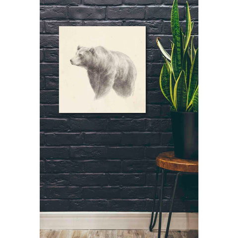 Image of 'Western Bear Study' by Ethan Harper, Canvas Wall Art,26 x 26
