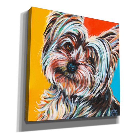Image of 'Sweet Yorkie II' by Carolee Vitaletti Giclee Canvas Wall Art