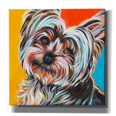 Image of 'Sweet Yorkie II' by Carolee Vitaletti Giclee Canvas Wall Art