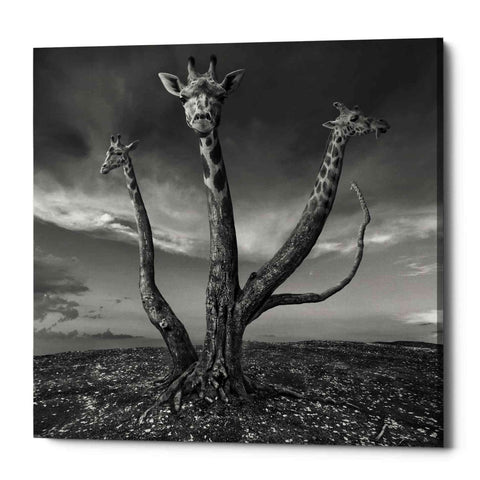 Image of 'Giratree' by Dariusz Klimczak, Canvas Wall Art