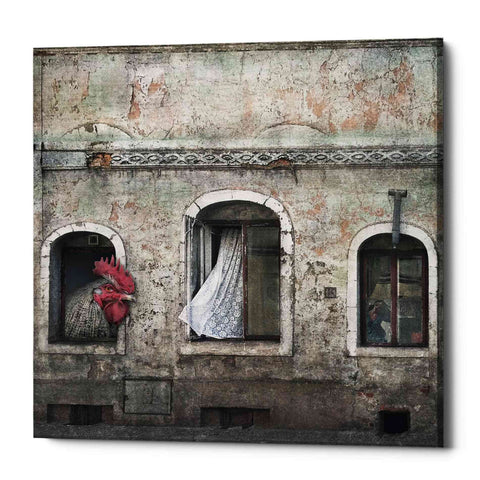 Image of 'Kogut Domowy' by Dariusz Klimczak, Canvas Wall Art