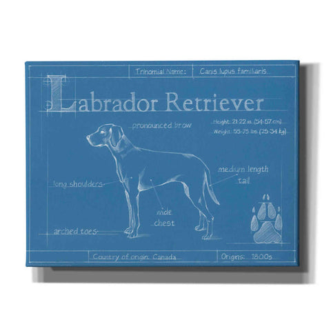 Image of 'Blueprint Labrador Retriever' by Ethan Harper Canvas Wall Art,Size B Landscape