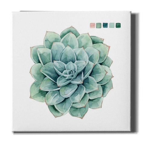 Image of 'Succulent I' by Grace Popp Canvas Wall Art