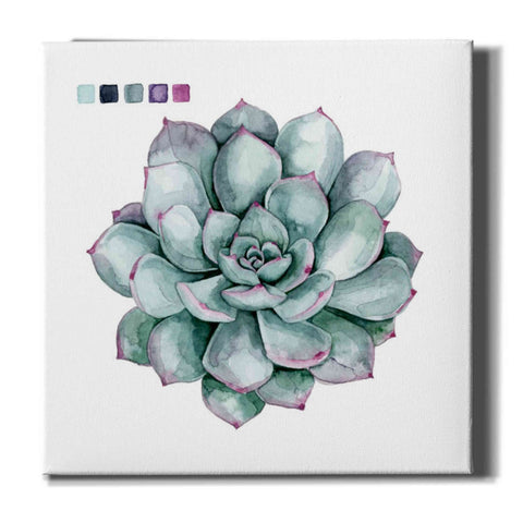 Image of 'Succulent II' by Grace Popp Canvas Wall Art