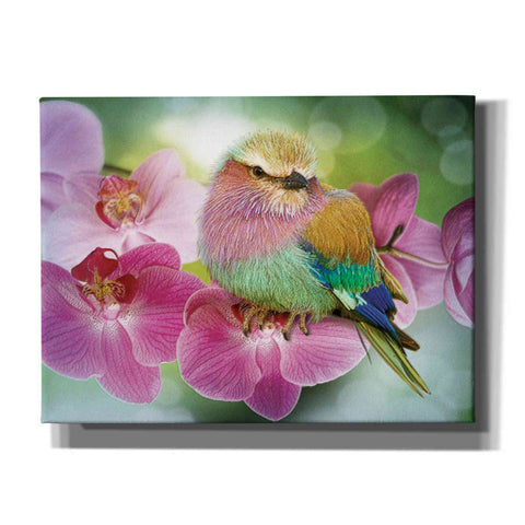 Image of 'Pretty Boy' by Steve Hunziker, Canvas Wall Art