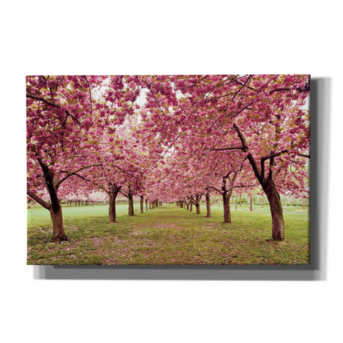 Image of 'Hall of Cherries' by Katherine Gendreau, Giclee Canvas Wall Art