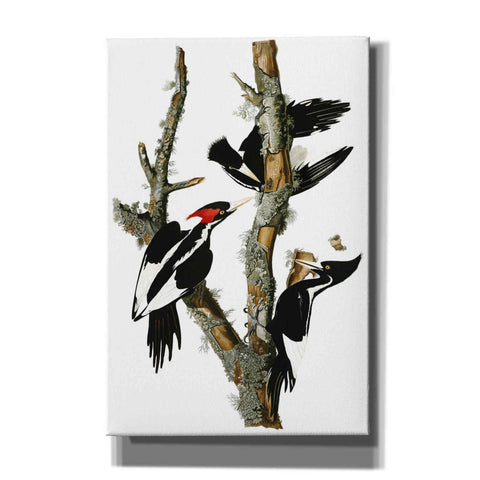 Image of 'Ivory-billed Woodpecker' by John James Audubon Canvas Wall Art