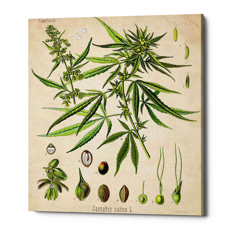 Image of 'Cannabis Sativa' by Walther Otto Muller, Canvas Wall Art