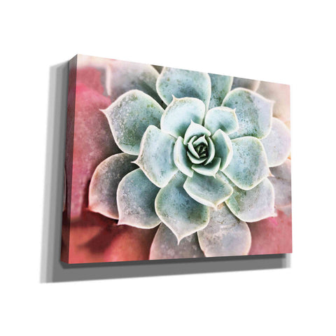 Image of 'Succulent Garden' by Irena Orlov, Canvas Wall Art