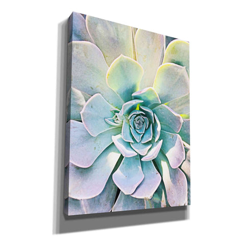 Image of 'Unique Succulent' by Irena Orlov, Canvas Wall Art