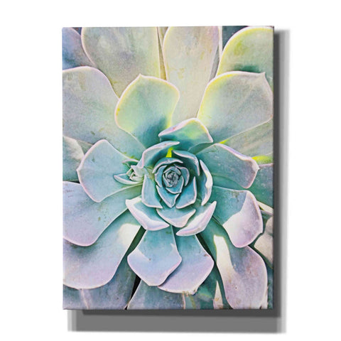 Image of 'Unique Succulent' by Irena Orlov, Canvas Wall Art