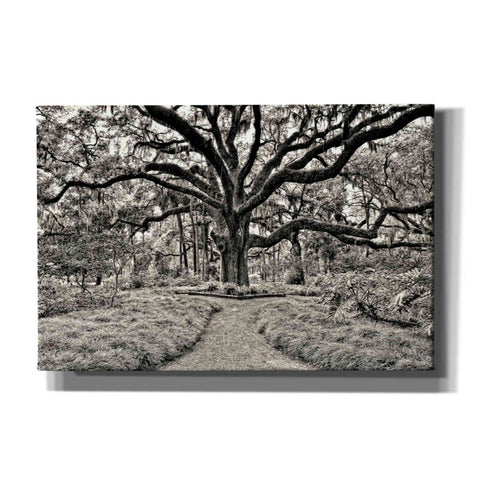 Image of 'Florida Tree' by PH Burchett Giclee Canvas Wall Art