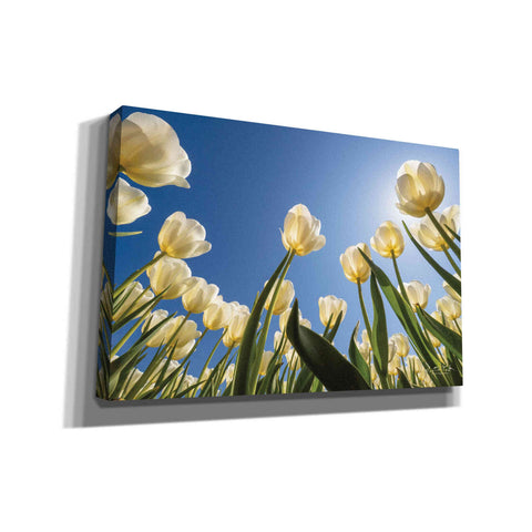 Image of 'Look Up in White' by Martin Podt, Canvas Wall Art,Size A Landscape