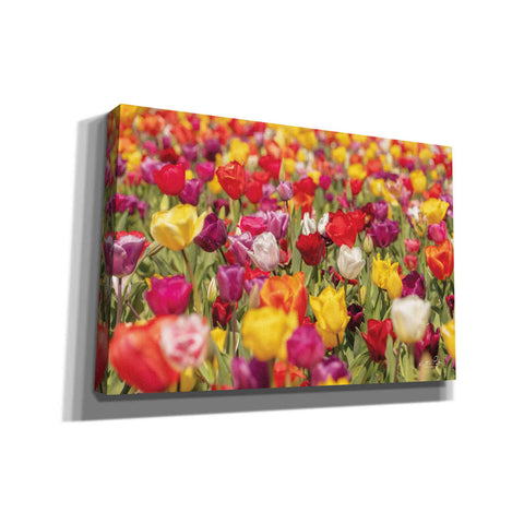 Image of 'Colorful Bouquet' by Martin Podt, Canvas Wall Art,Size A Landscape