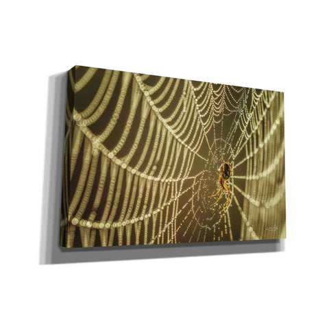Image of 'The Spider and Her Jewels' by Martin Podt, Canvas Wall Art,Size A Landscape