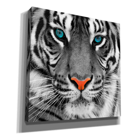 Image of 'Thrill of the Tiger' Canvas Wall Art,Size 1 Square