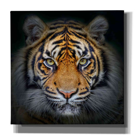 Image of 'Wild Side' Canvas Wall Art