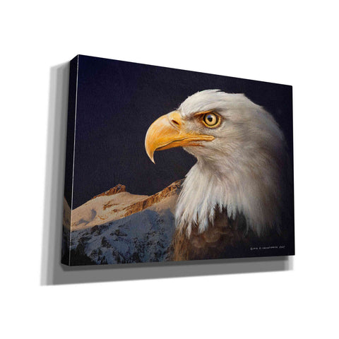 Image of 'Bald Eagle Study' by Chris Vest, Giclee Canvas Wall Art