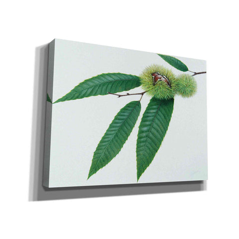 Image of 'Chestnut' by Zigen Tanabe, Giclee Canvas Wall Art