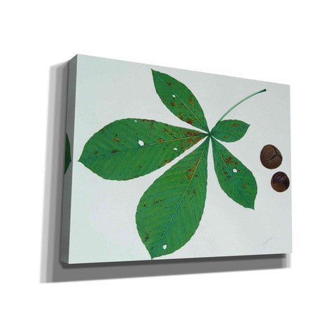 Image of 'Horse Chestnut' by Zigen Tanabe, Giclee Canvas Wall Art